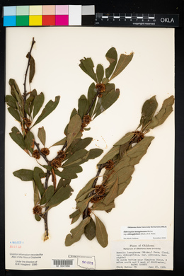 Sideroxylon lanuginosum image