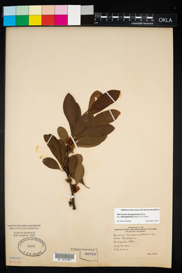 Sideroxylon lanuginosum image