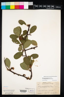 Bumelia oblongifolia image