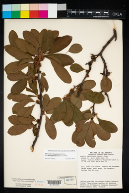 Sideroxylon lanuginosum image