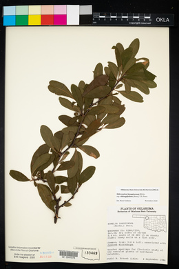 Sideroxylon lanuginosum image