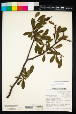 Sideroxylon lanuginosum image