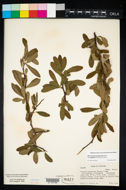 Sideroxylon lanuginosum image