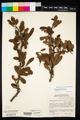 Sideroxylon lanuginosum subsp. lanuginosum image