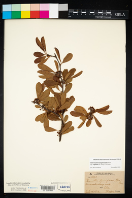 Sideroxylon lanuginosum image