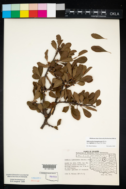 Sideroxylon lanuginosum image