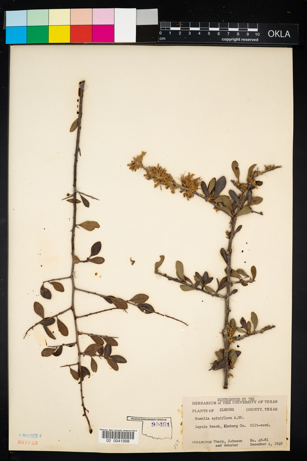 Bumelia spiniflora image