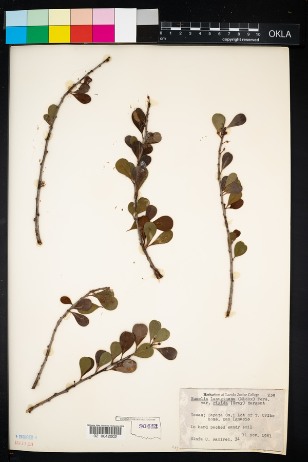 Sideroxylon lanuginosum ssp. rigidum image