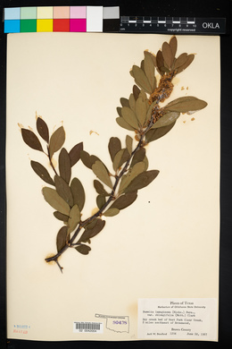 Image of Bumelia oblongifolia