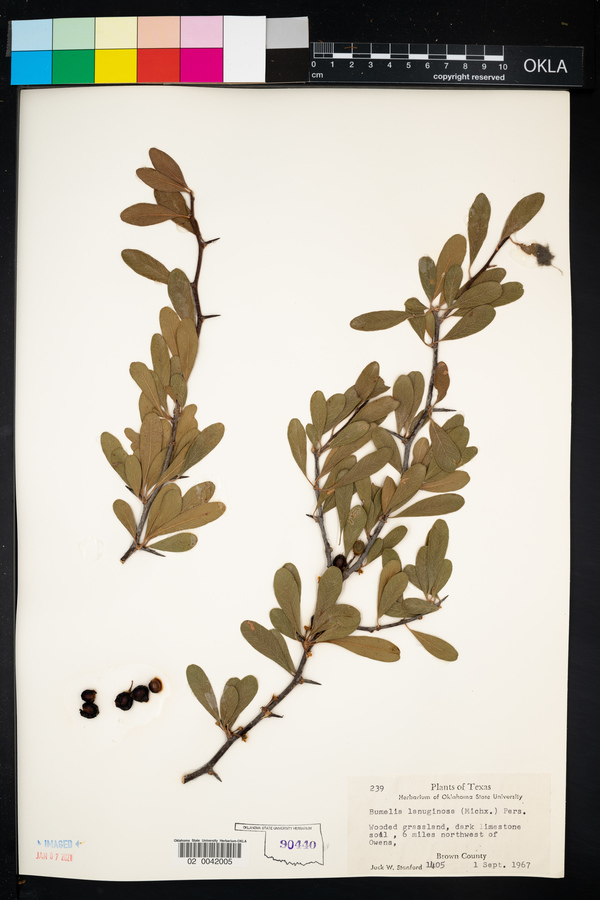 Sideroxylon lanuginosum ssp. lanuginosum image