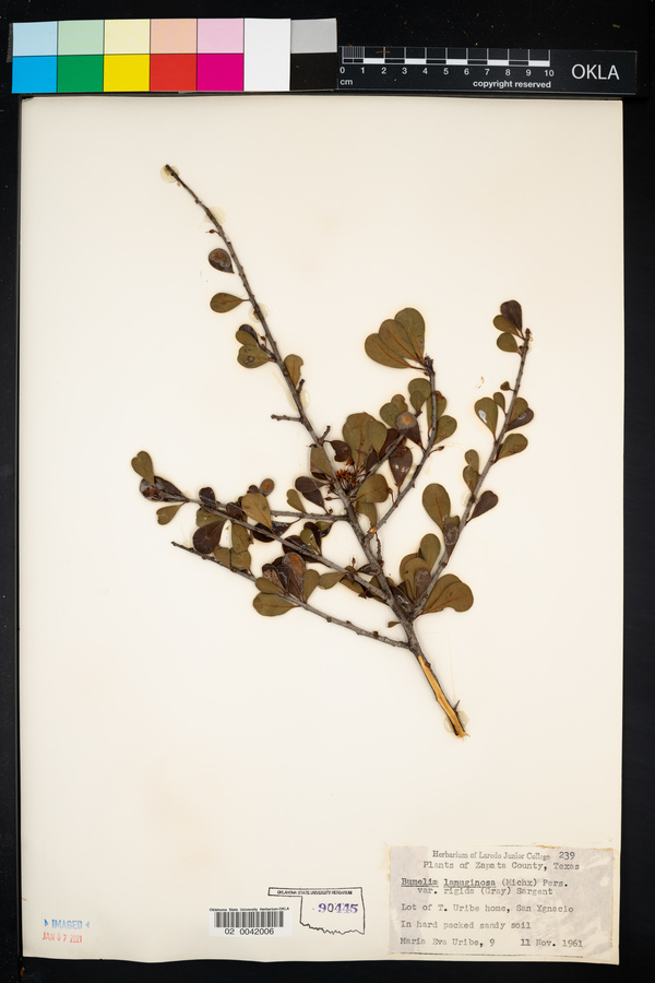 Sideroxylon lanuginosum ssp. rigidum image
