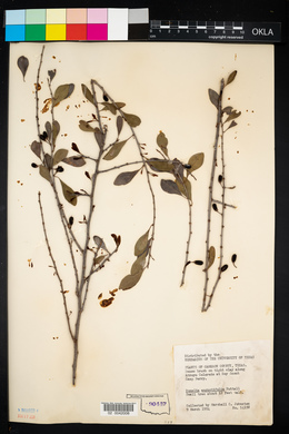 Image of Bumelia angustifolia