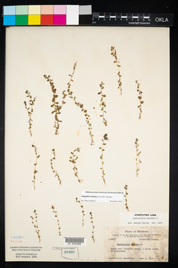 Lysimachia minima image