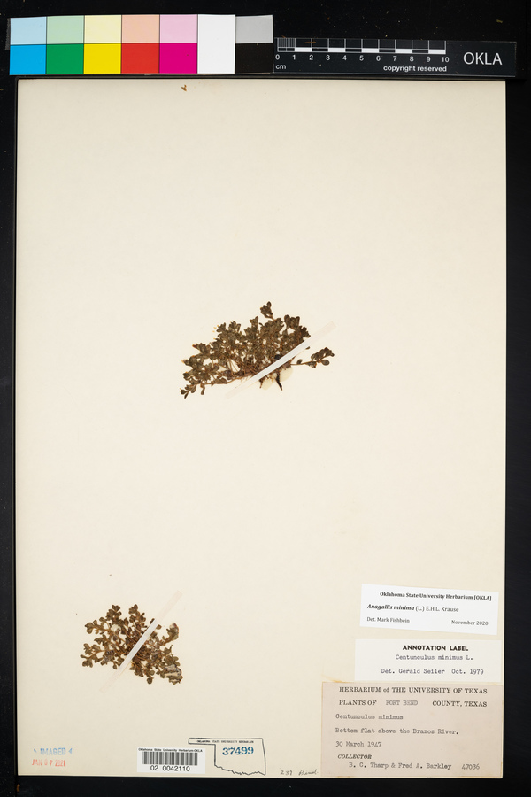 Anagallis minima image
