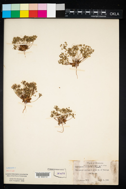 Androsace occidentalis image