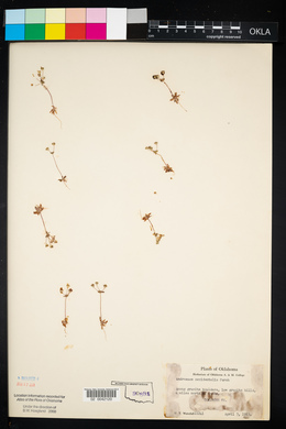 Androsace occidentalis image