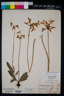 Dodecatheon meadia image