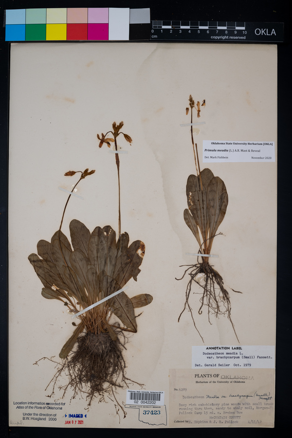 Dodecatheon meadia var. brachycarpum image