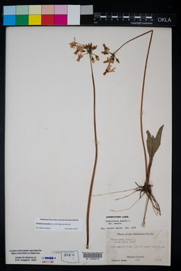 Dodecatheon meadia image