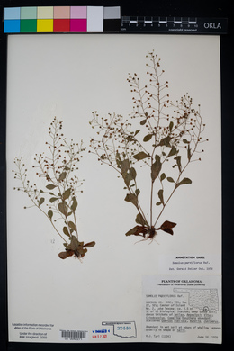 Samolus parviflorus image