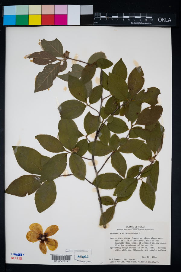 Stewartia malacodendron image