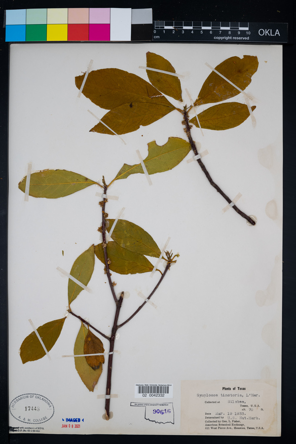 Symplocaceae image
