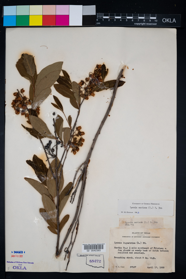 Lyonia mariana image