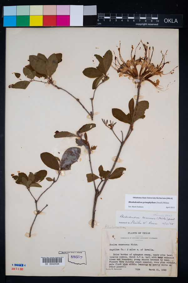 Rhododendron prinophyllum image