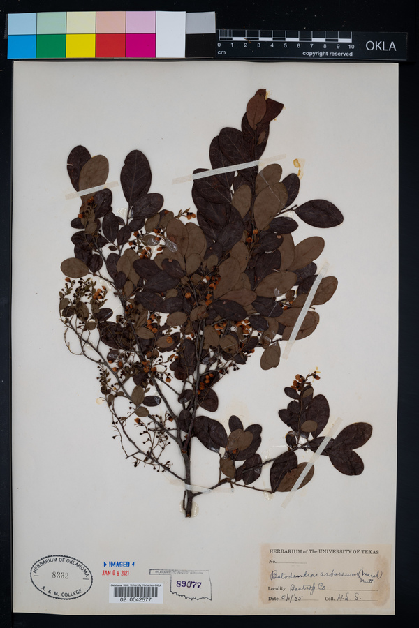 Batodendron arboreum image