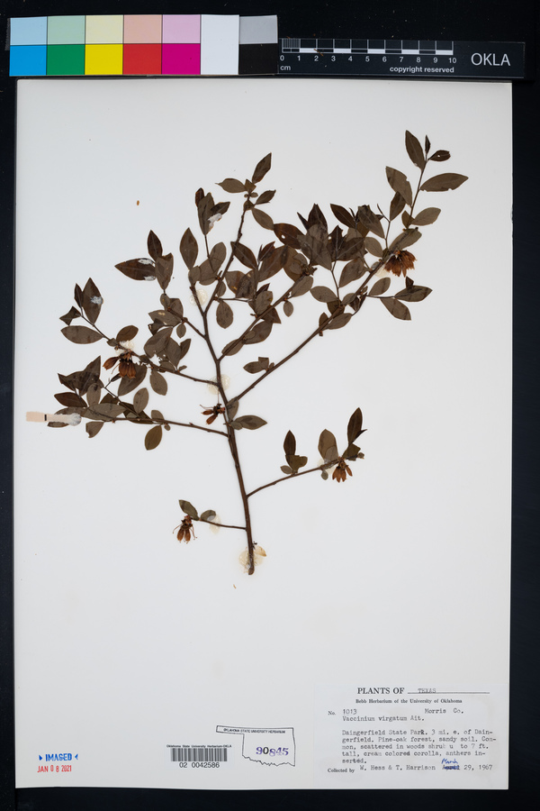 Vaccinium virgatum image