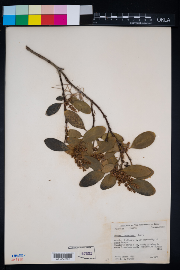 Garrya lindheimeri image