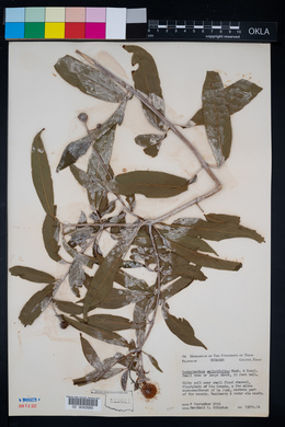 Image of Cephalanthus salicifolius