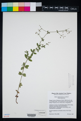 Galium pilosum var. pilosum image