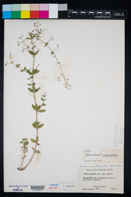 Galium pilosum var. puncticulosum image