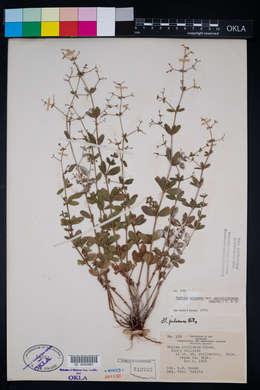 Galium pilosum image