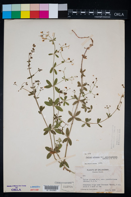 Galium pilosum image