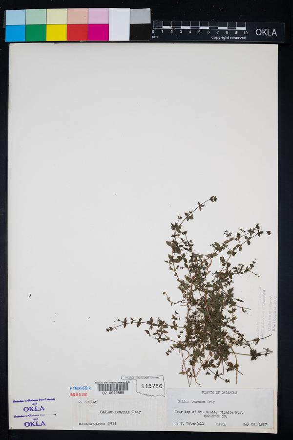 Galium texense image