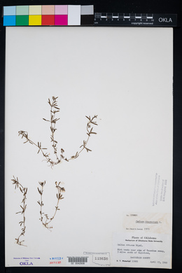 Galium obtusum image