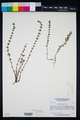 Galium virgatum image