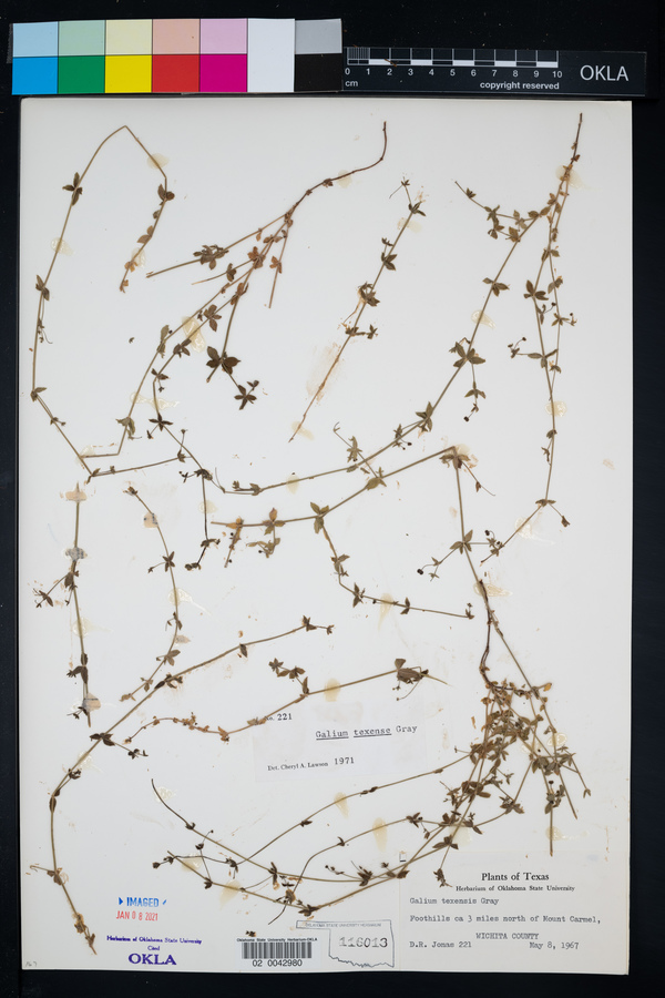 Galium texense image