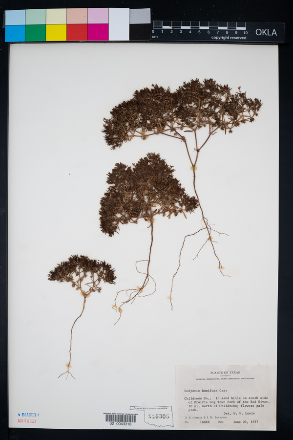 Houstonia humifusa image