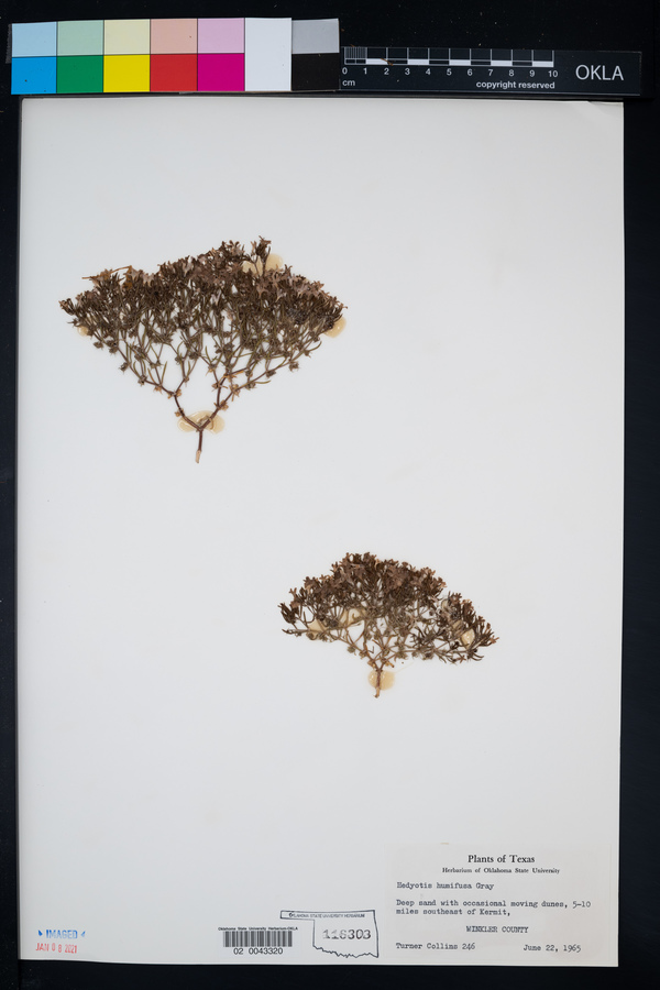 Houstonia humifusa image
