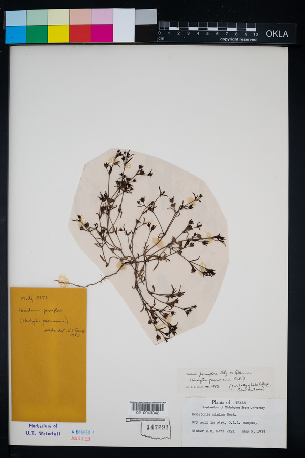 Houstonia parviflora image