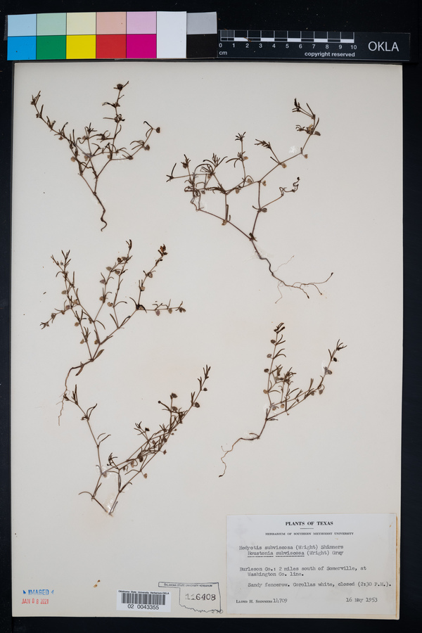 Hedyotis subviscosa image