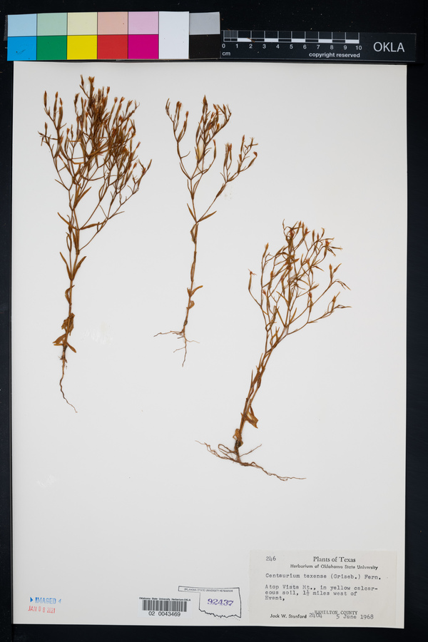 Centaurium texense image