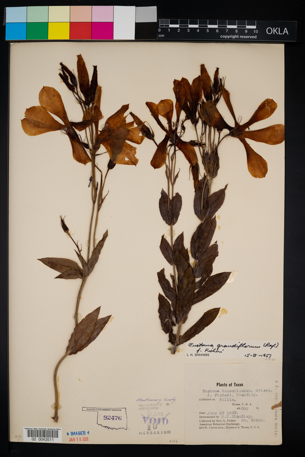 Eustoma grandiflorum image