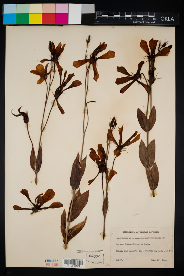 Eustoma exaltatum ssp. russellianum image