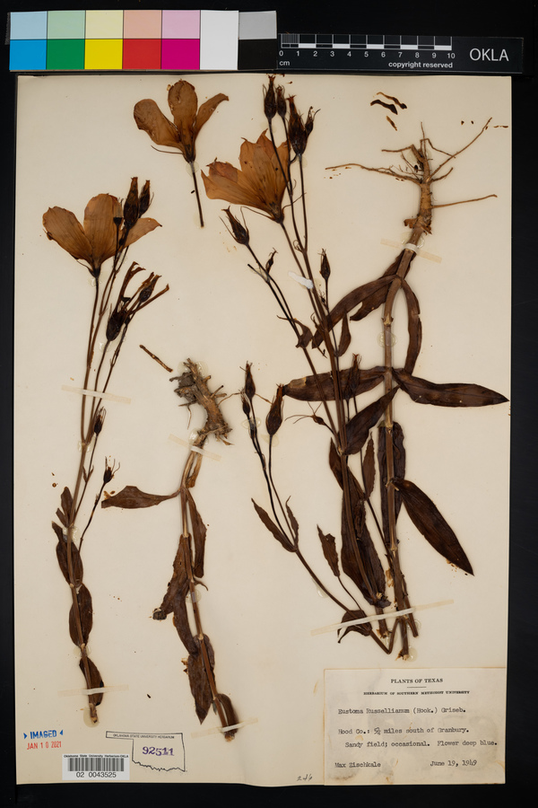 Eustoma exaltatum ssp. russellianum image