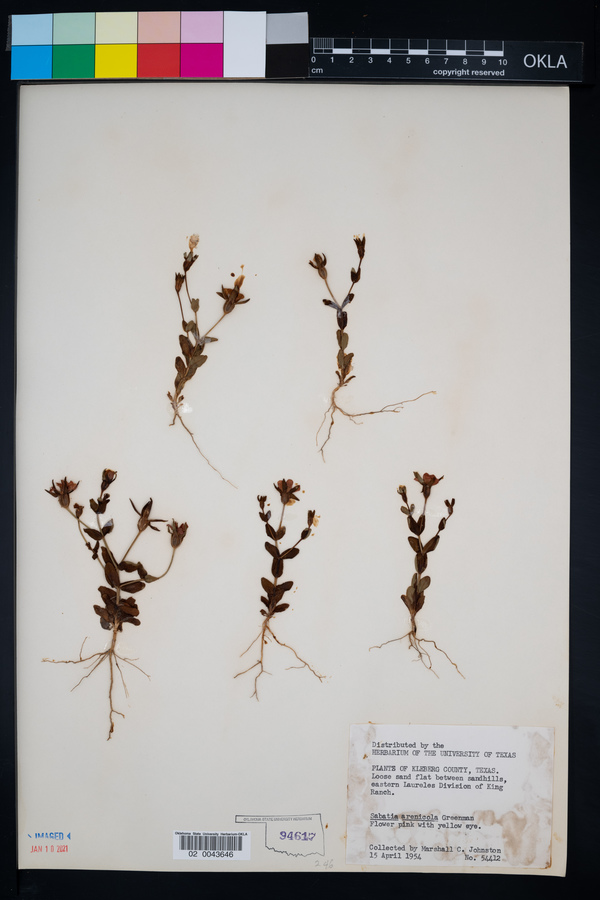 Sabatia arenicola image