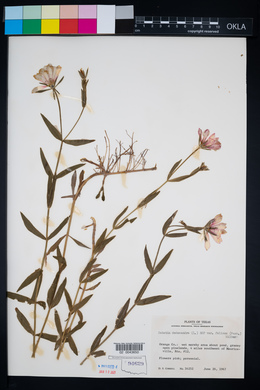 Sabatia dodecandra var. foliosa image